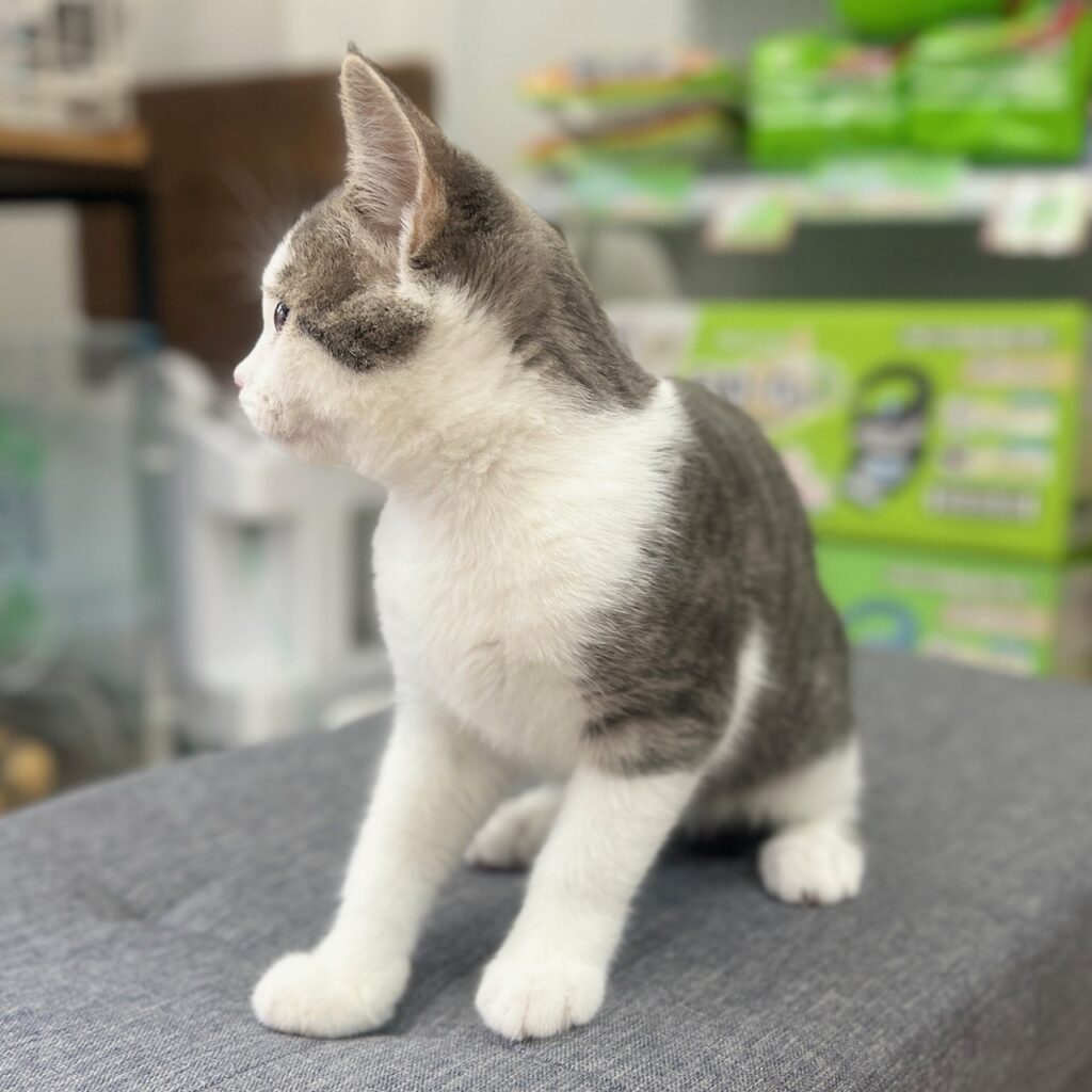 スコティッシュフォールド R7.11月10日生まれ 男の子