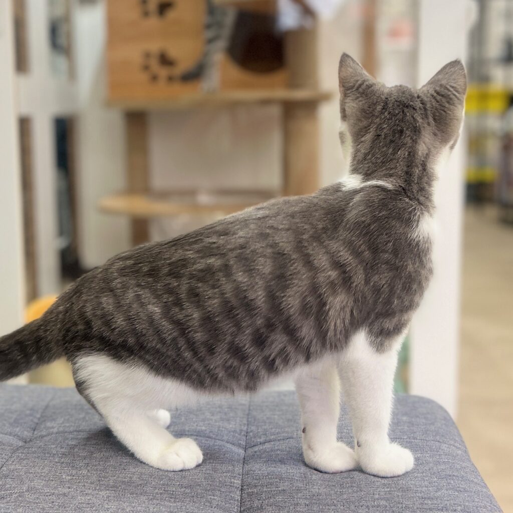 スコティッシュフォールド R7.11月10日生まれ 男の子